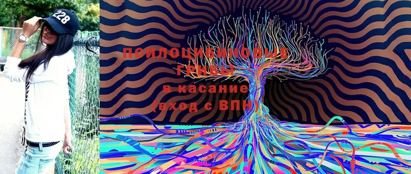 закладка  Симферополь  Псилоцибиновые грибы Cubensis 